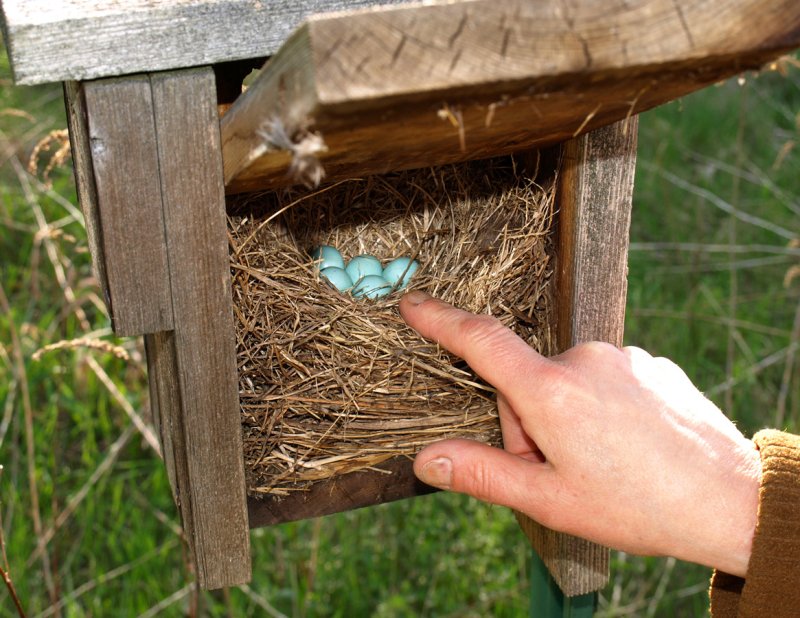 Gardening with Peter Bowden: Now is the Time to Put up a Bluebird House