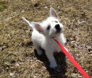 Mona&#039;s Dog Blog: Want to Go Outside?