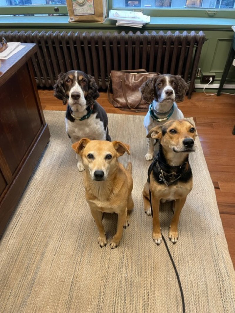 Impressions Pups: Cookie, Smitty, Pupa and Thatcher. Photo provided.