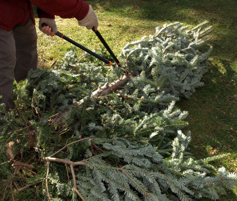 Trim boughs from the tree with your loppers then  layer them like roof shingles to protect your garden beds.