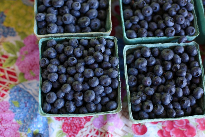 22 Blueberries from Clark Dahlia Farm photo courtesy of Pattie Garrett