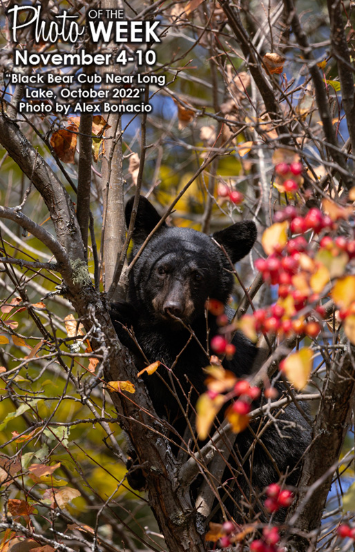 Click to enlarge image 2-Black-Bear-Cub-near-Long-Lake-October-2022.jpg
