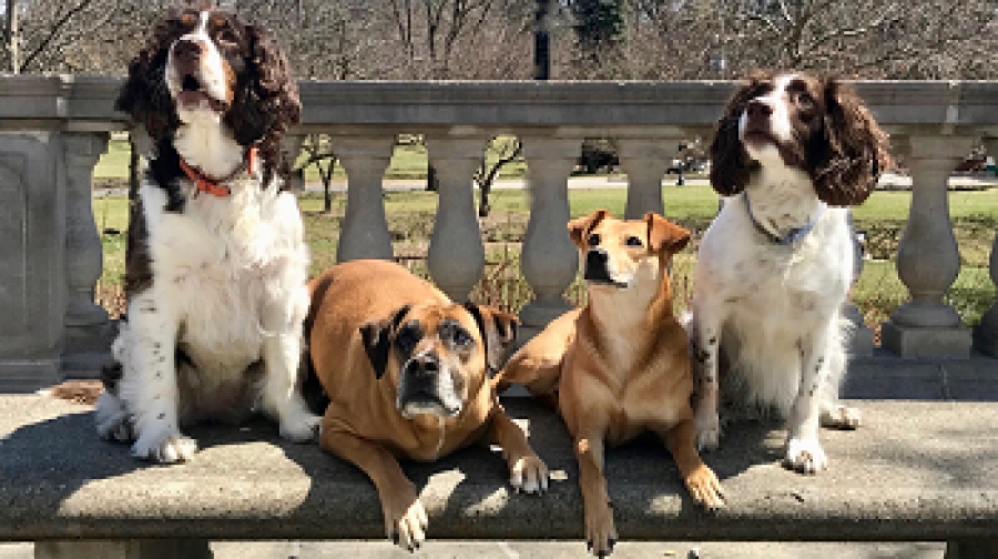 Impressions of Saratoga to Celebrate ‘Dog Day’