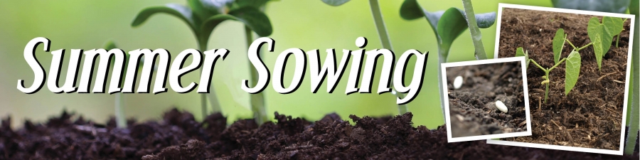 Summer Sowing