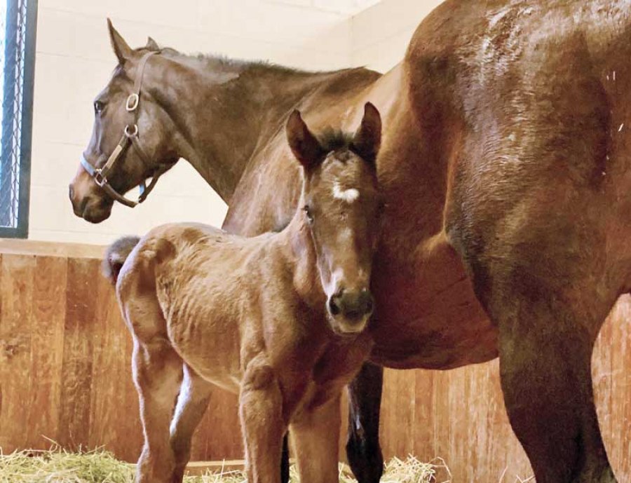 This cute little guy is the first foal born on season three of Foal Patrol! Photo provided.