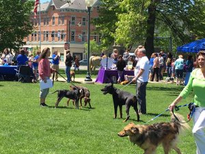 Pet Fest 2023 to Take Place in Downtown Glens Falls