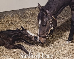 Lisa Miller’s Foal Project:Born And Reborn