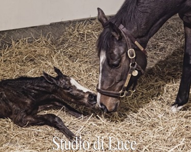 Lisa Miller’s Foal Project:Born And Reborn