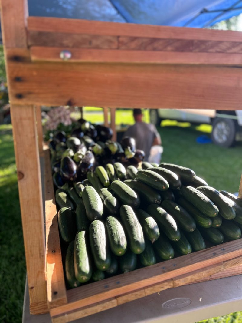 Talmadge Farm cucumbers. Photo by Graciela Colston