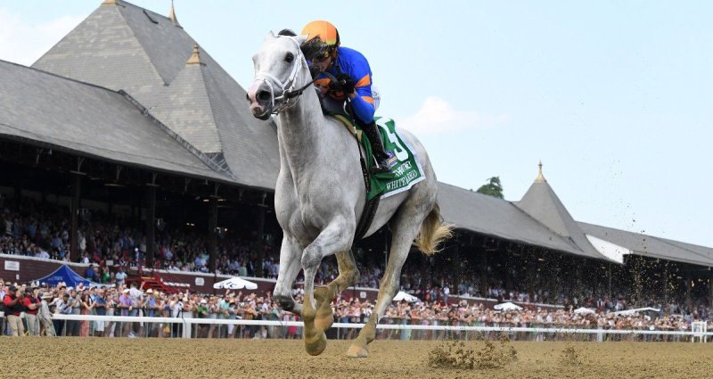 White Abarrio, winner of the 2023 Grade 1 Whitney Stakes that took place Aug. 5. Photo courtesy of NYRA. 