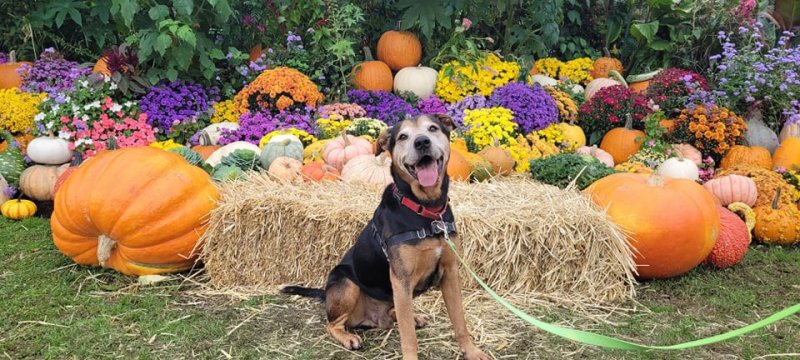 Meet Grizzly! This handsome Rottie Mix is 9-years-young and is ready to find his person.