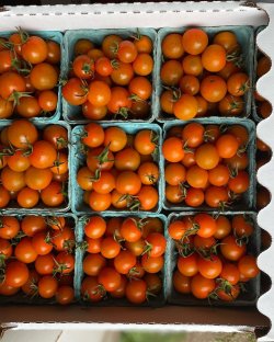 Cherry tomatoes from  Lovin’ Mama Farm. Photo provided.