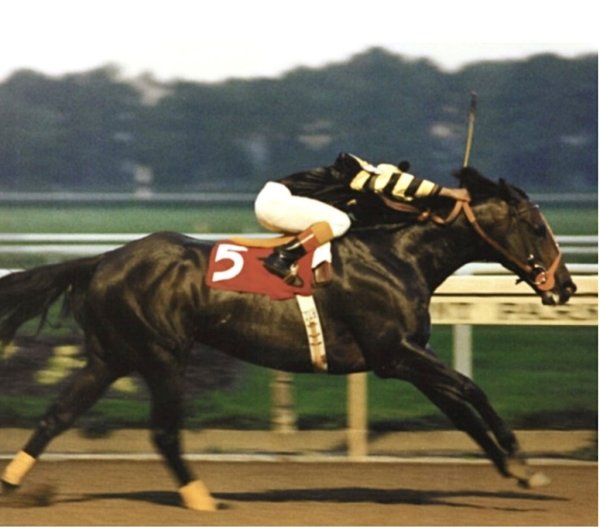 Seattle Slew.. One of the immortals who took the Belmont Stakes and later left his mark at the Spa..