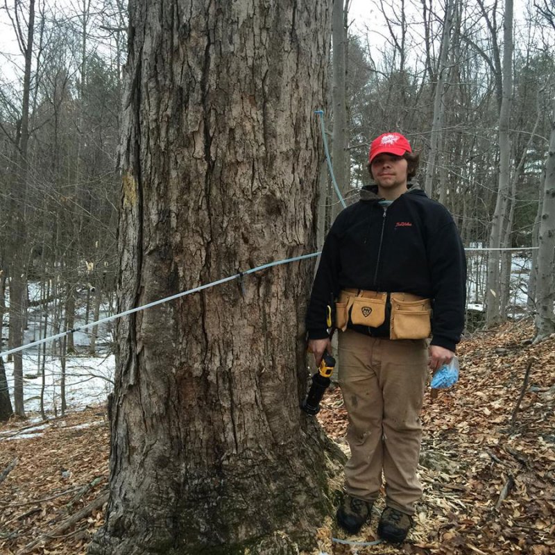 120-yr-old maple at Slate Valley Farms. Photo provided.