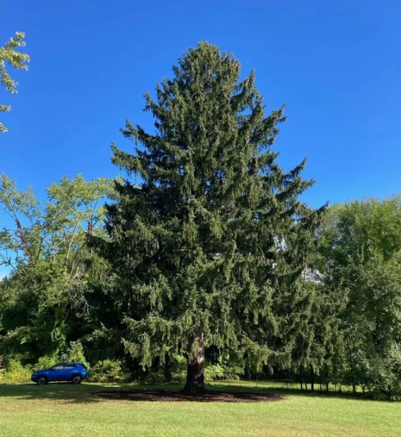 This Norway Spruce in Queensbury has been selected as the 2022 Rockefeller Center Christmas Tree. Photo: Rockefeller Center.com. 