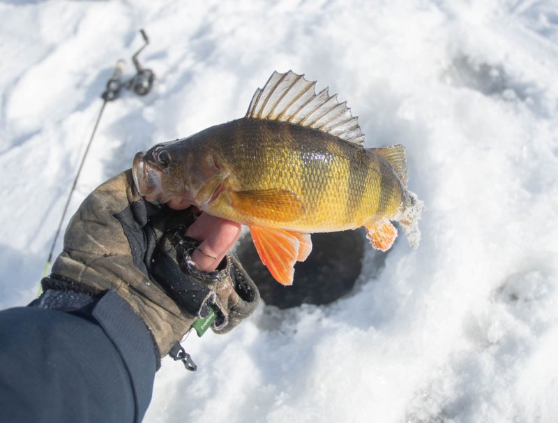 Ice Fishing For Perch – Tips For Catching Perch Through The Ice – Ice  Fishing Rentals