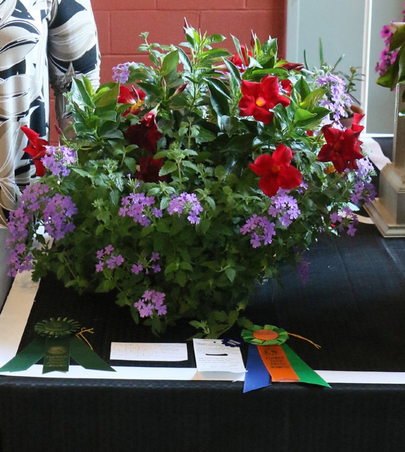 2019 Horticulture Excellence Award &amp; Grower&#039;s Choice Award Winner grown by Mary Seymour. Photo provided.