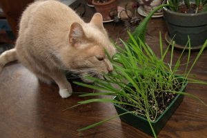 Gardening with Peter Bowden: Winter Cat Grass