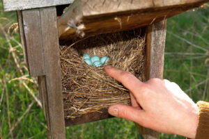 Gardening with Peter Bowden: Now is the Time to Put up a Bluebird House