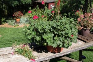 Gardening with Peter Bowden: Deadheading
