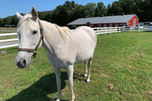 Therapeutic Horses of Saratoga Expands With New Indoor Arena