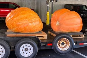 Go Big or Gourd Home: Tons of Fun at the Saratoga Giant Pumpkin Fest