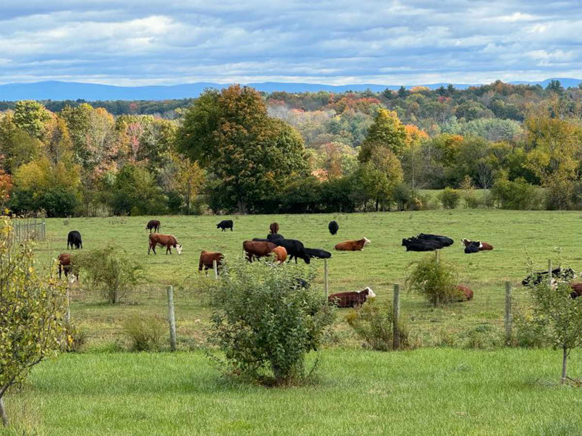 Saratoga Farm Showcase Returns June 21 Saratoga Today Newspaper