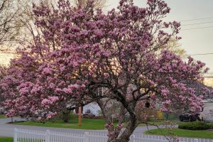 Photo of the Week Spring 2026