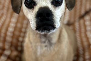 Meet Mookie!