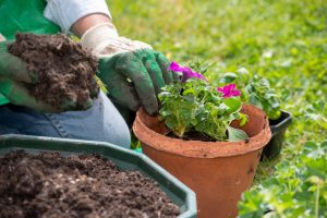 Gather and Grow at the Saratoga Farmers’ Market