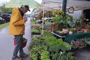 From Pot to Plot: A Guide to Healthy Garden Transplants