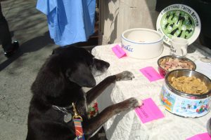 A Dog Day Afternoon: Impressions of Saratoga Celebrates National Pet Week