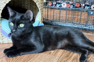 Meet  Lyla!!