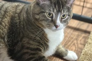 Meet  Velo!!