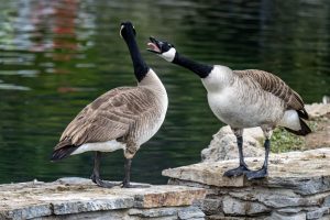 Clifton Park Advises Residents Not to Feed Canadian Geese 