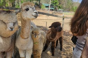 Third Annual Saratoga Farm Showcase Invites Visitors to Explore Local Farms