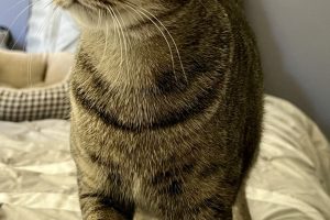 MeetTigger!!