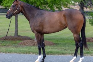 Saratoga Senior Center Partners with West Point Thoroughbreds for Racehorse Ownership Raffle