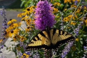 Photo of the Week Summer 2026