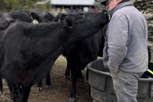 Why Local Meat Matters