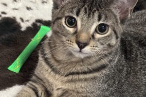 Meet Rajha & Bagheera!