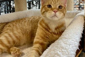 Meet Pumpkin!!