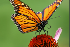 September Preschool Nature Time at Wilton Wildlife